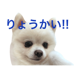 [LINEスタンプ] 白ポメころすけ