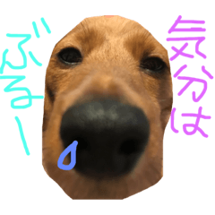 [LINEスタンプ] 愛犬だよ！