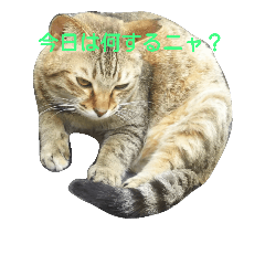 [LINEスタンプ] にゃんこ《写真♪》