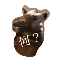 [LINEスタンプ] 鈴木家のパンちゃんの画像（メイン）