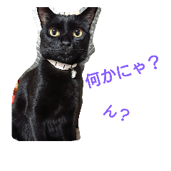 [LINEスタンプ] 黒猫のぎん