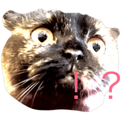 [LINEスタンプ] 狸顔の猫＃1