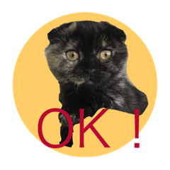 [LINEスタンプ] 狸顔の猫＃2の画像（メイン）