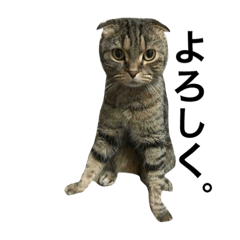 [LINEスタンプ] 我が家のペットねこちゃん