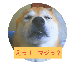 [LINEスタンプ] 柴犬 くるみちゃん 2