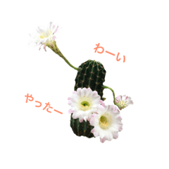 [LINEスタンプ] 多肉植物で挨拶