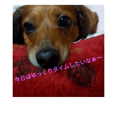 [LINEスタンプ] 愛犬きらら