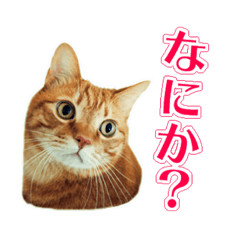 [LINEスタンプ] 猫のむぎ＆うり