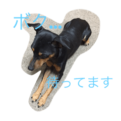 [LINEスタンプ] ミニピンの春吉と黒