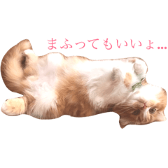 [LINEスタンプ] ヌコ様