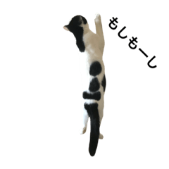 [LINEスタンプ] にゃんこ組スニャンプ4