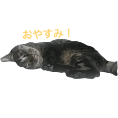 [LINEスタンプ] キジトラかなでちゃん♪