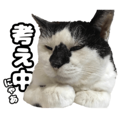 [LINEスタンプ] ハチワレ猫とキジトラ猫 写真使用 日本語