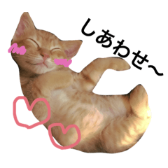 [LINEスタンプ] リルくん