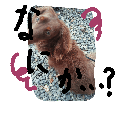 [LINEスタンプ] ゆるダックスUo❛︿❛oUのワンコ画挨拶