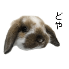 [LINEスタンプ] うさぎのロティ