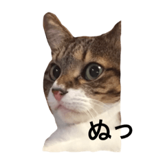 [LINEスタンプ] 猫のみぅ