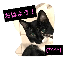 [LINEスタンプ] 我が家のジジ