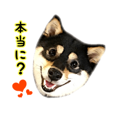 [LINEスタンプ] 豆柴のたまよさん