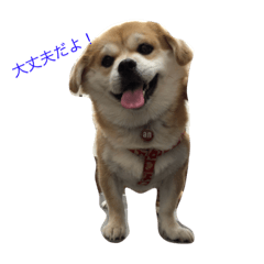 [LINEスタンプ] ペキ柴アンと仲間たち