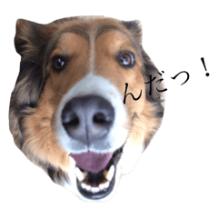 [LINEスタンプ] MIX犬 バニ×コリー のっくん2