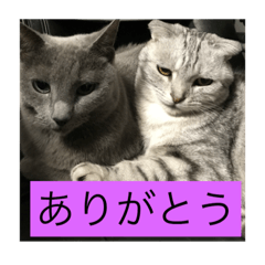 [LINEスタンプ] ささき＆こおり