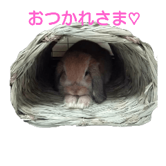 [LINEスタンプ] 可愛いうさぎのポテ♡