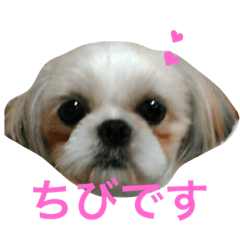 [LINEスタンプ] シーズーのちび♡