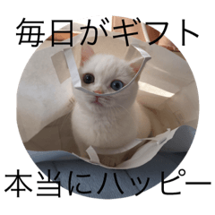 [LINEスタンプ] はちゃまん