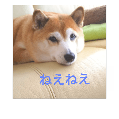 [LINEスタンプ] 柴犬 スタンプ