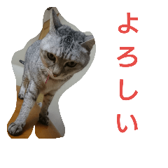 [LINEスタンプ] ねこミーちゃん