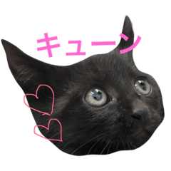 [LINEスタンプ] ねこびいのねこ。の2