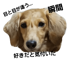 [LINEスタンプ] ローズ。1