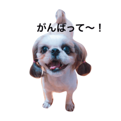 [LINEスタンプ] シーズーのバニラちゃん