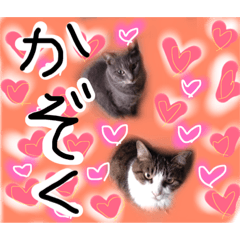 [LINEスタンプ] キュート猫の画像（メイン）