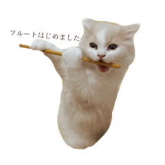 [LINEスタンプ] ふわふわすこてぃっしゅ