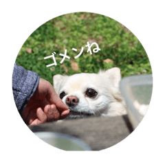 [LINEスタンプ] 愛犬チワワのジャック♥