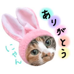 [LINEスタンプ] 三毛猫のりんごちゃんと仲間達（日常会話）