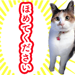 [LINEスタンプ] 三毛猫きなこ その1