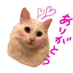 [LINEスタンプ] 白猫リリィ