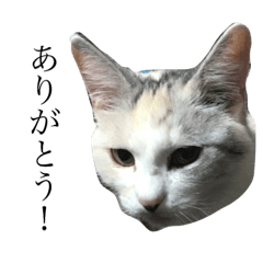 [LINEスタンプ] 我が家の猫スタンプ1