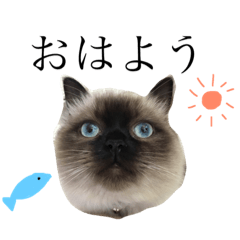 [LINEスタンプ] リンとランといまる。