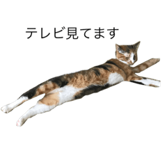 [LINEスタンプ] 猫の自由