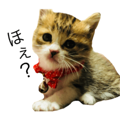 [LINEスタンプ] こねこのかんちゃん