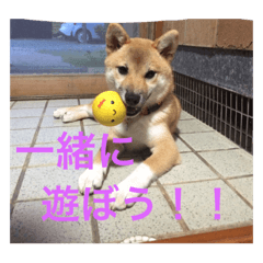 [LINEスタンプ] 柴犬のももちゃん