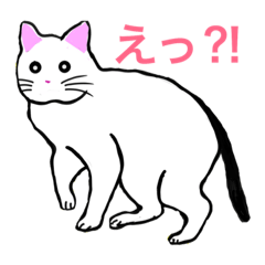 [LINEスタンプ] 白ねこ こふで君