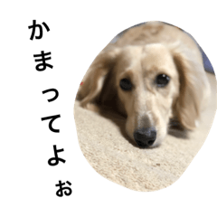 [LINEスタンプ] たまみーの愛犬  くーちゃんスタンプ！