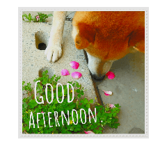 [LINEスタンプ] 柴犬と薔薇。Good Afternoon.