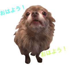 [LINEスタンプ] メヒコのおんな