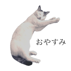 [LINEスタンプ] シミねこ